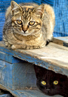 fisher-port kittens