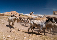 goats land