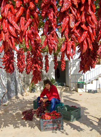4_Red Pepper Harvest